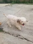 Female Lhasa Apso Puppy, 6-12 Months, Ibadan - 3