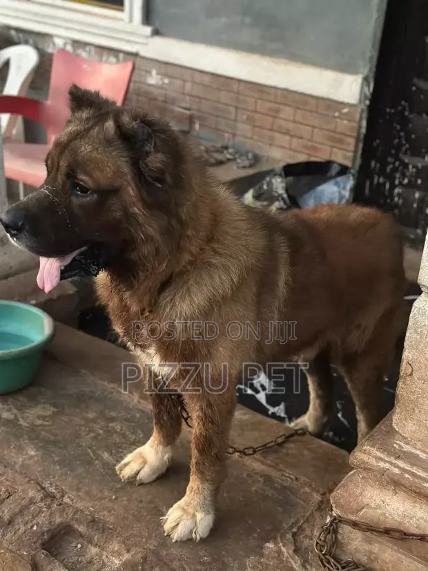 Purebred Caucasian Shepherd, 1+ Year Male - 1
