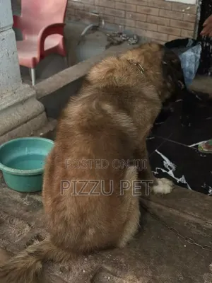 Purebred Caucasian Shepherd, 1+ Year Male