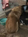 Purebred Caucasian Shepherd, 1+ Year Male - 2