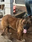 Purebred Caucasian Shepherd, 1+ Year Male - 3