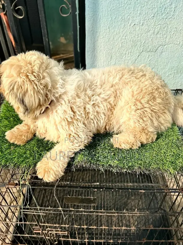 Female Lhasa Apso, 1+ Year Old - 1