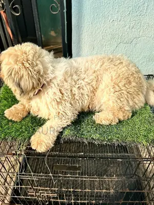Female Lhasa Apso, 1+ Year Old
