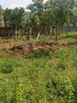 Buildable 800sqm Land for Sale, FO1 Pension Board - 2