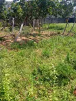 Buildable 800sqm Land for Sale, FO1 Pension Board - 3