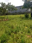 Buildable 800sqm Land for Sale, FO1 Pension Board - 4