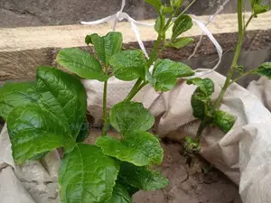 Ugu Seeds and Seedlings