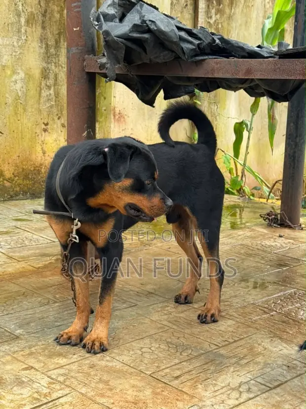 Rottweiler Mai Tsarki, Namiji, Sama Da Shekara 1 - 1