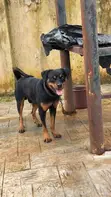 Rottweiler Mai Tsarki, Namiji, Sama Da Shekara 1 - 2