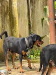 Rottweiler Mai Tsarki, Namiji, Sama Da Shekara 1 - 3