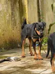 Rottweiler Mai Tsarki, Namiji, Sama Da Shekara 1 - 4