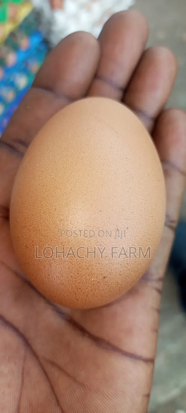Kwai na Nutri Fresh daga Lohachy Farm - 1