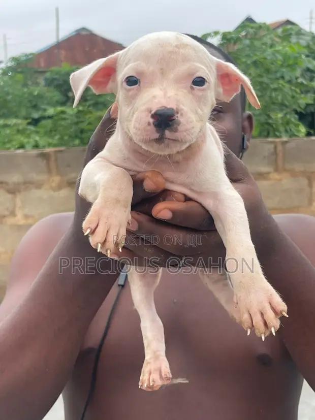 Female American Pit Bull Terrier Puppy (1-3 Months) - 1