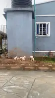 Female American Pit Bull Terrier Puppy (1-3 Months) - 2