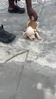 Female American Pit Bull Terrier Puppy (1-3 Months) - 3