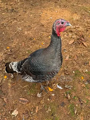 Kaji da Alakwata na Noiler Don Siyarwa