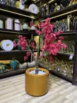 Cherry Blossom Plant in Pot - 3