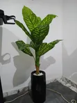 Shuka Artificial a Kwalba - 1