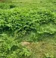 1155.43sqm Residential Land for Sale in Gwarimpa II - 2