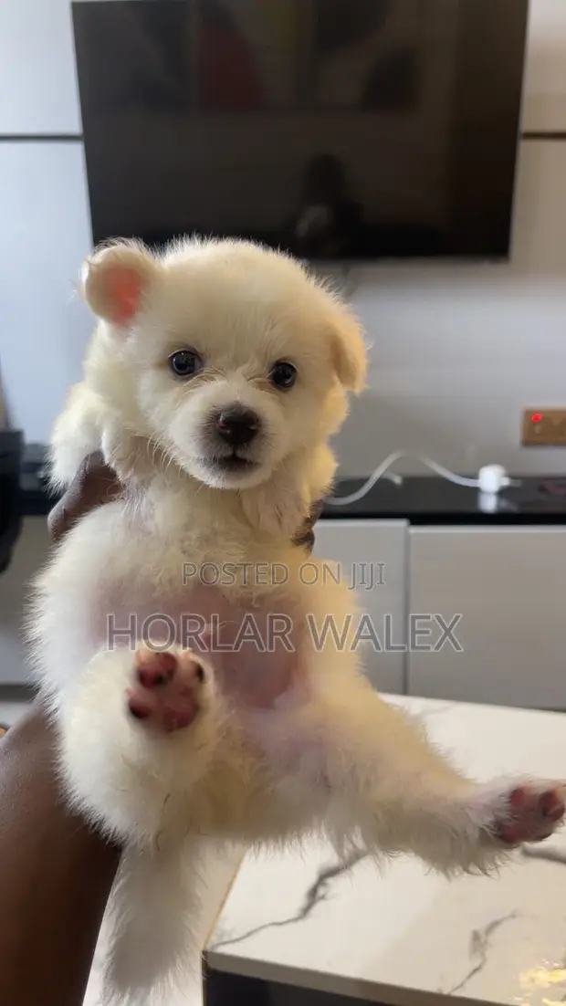 Purebred American Eskimo Puppy - 1-3 Months - 1