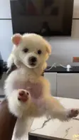 Purebred American Eskimo Puppy - 1-3 Months - 1