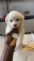 Purebred American Eskimo Puppy - 1-3 Months - 2