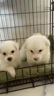 Purebred American Eskimo Puppy - 1-3 Months - 3