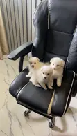 Purebred American Eskimo Puppy - 1-3 Months - 4