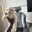 Purebred American Eskimo Puppy - 1-3 Months - 5