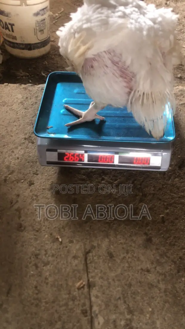 Live and Frozen Chickens - 1