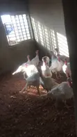 Live and Frozen Chickens - 2