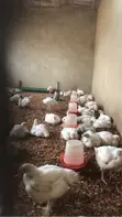 Live and Frozen Chickens - 3