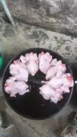 Live and Frozen Chickens - 4