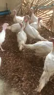 Live and Frozen Chickens - 5