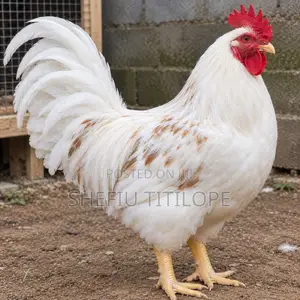 Mature Cockerel Chickens - 8 Months+