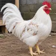 Mature Cockerel Chickens - 8 Months+ - 1