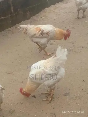 Mature Cockerel Chickens - 8 Months+