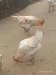 Mature Cockerel Chickens - 8 Months+ - 2