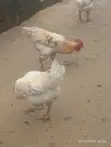 Mature Cockerel Chickens - 8 Months+ - 3