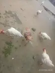 Mature Cockerel Chickens - 8 Months+ - 4