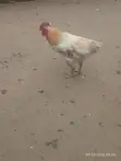 Mature Cockerel Chickens - 8 Months+ - 5