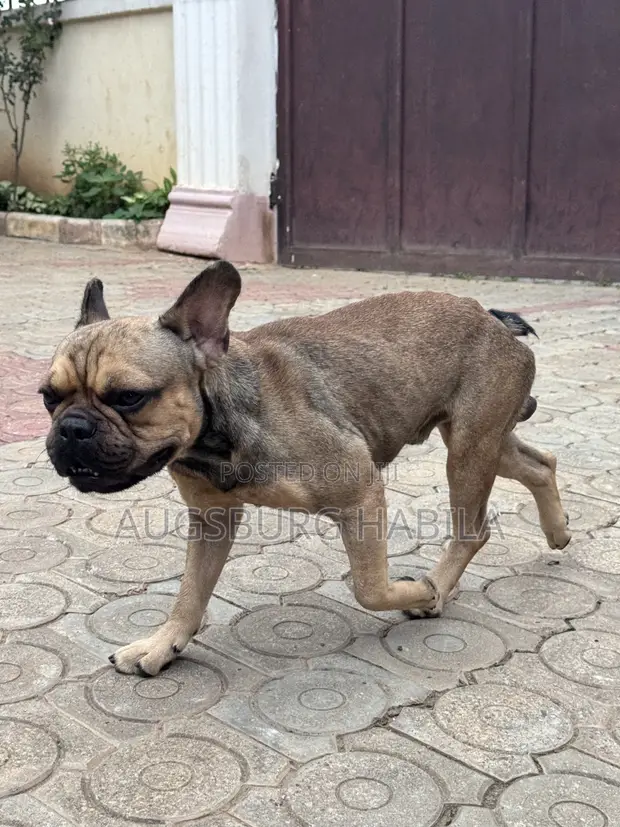 Purebred French Bulldog Male - 1+ Year - 1