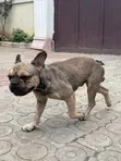 Purebred French Bulldog Male - 1+ Year - 1