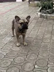 Purebred French Bulldog Male - 1+ Year - 2