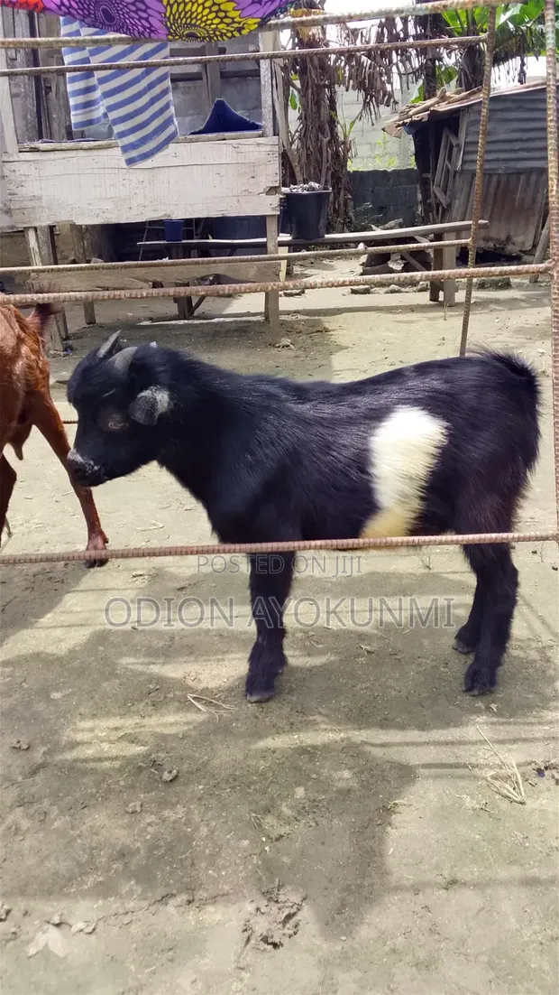 Healthy Young Male Goat (Buck) for Sale - Ikorodu - 1