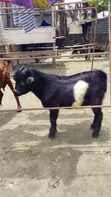Healthy Young Male Goat (Buck) for Sale - Ikorodu - 1