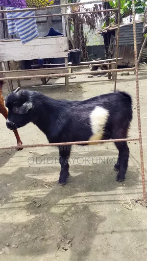 Healthy Young Male Goat (Buck) for Sale - Ikorodu