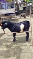 Healthy Young Male Goat (Buck) for Sale - Ikorodu - 2