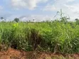 Evergreen Estate Land for Sale, Delta State - 1