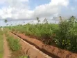 Evergreen Estate Land for Sale, Delta State - 2